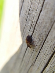 Lignyodes enucleator