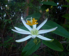 Passiflora mucronata
