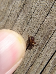 Lignyodes enucleator