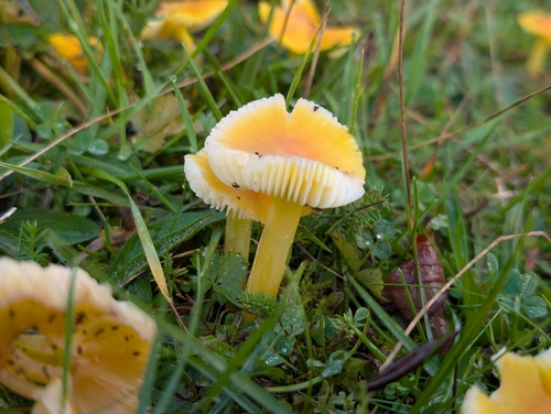 Persistent Waxcap