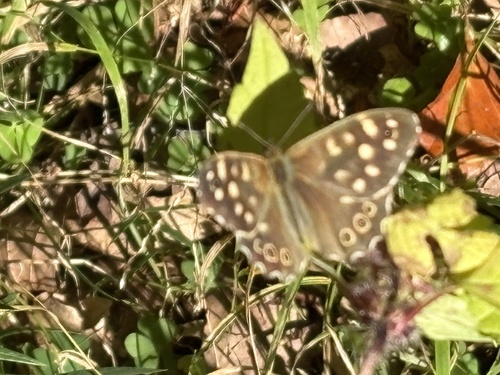 Speckled Wood