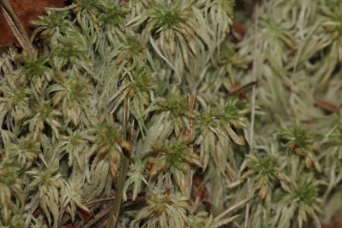 Lustrous Bog-moss
