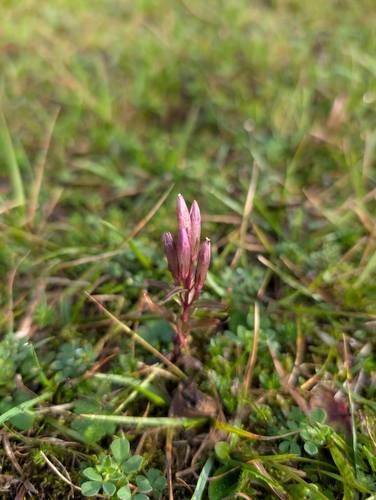 autumn gentian