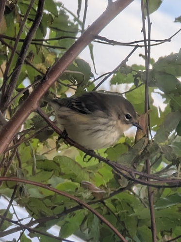 Yellow-rumped Warbler