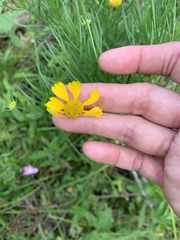 Helenium amarum