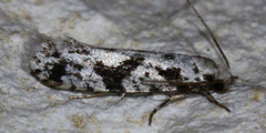 Nemapogon defectella