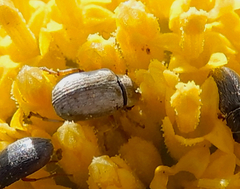 Trigonorhinus limbatus