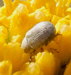 Trigonorhinus limbatus