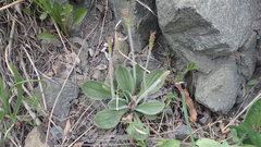 Plantago camtschatica