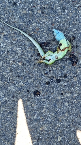 Green Lizard