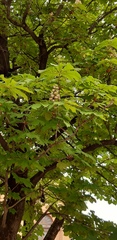 Aesculus