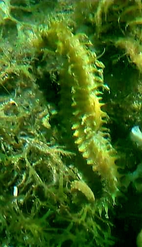 Long-snouted Seahorse