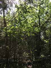 Styrax platanifolius
