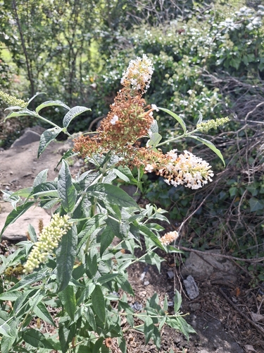 Butterfly bush