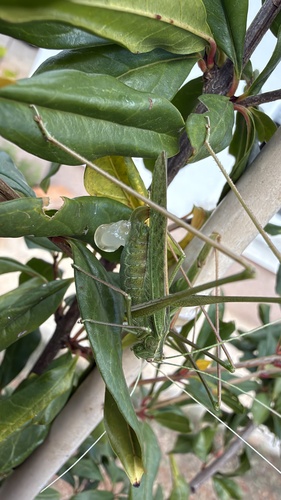 Lily Bush-cricket