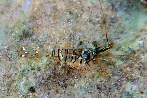 Rockpool Prawn