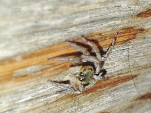 Adanson's House Jumper