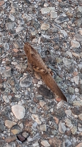 Egyptian Bird Grasshopper