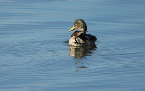 Mallard