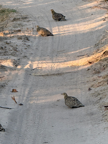 Arid Double-banded Sandgrouse