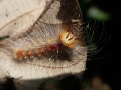 Lymantria xylina