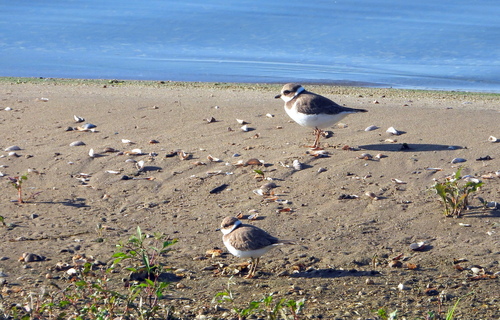 Common Ringed Plover