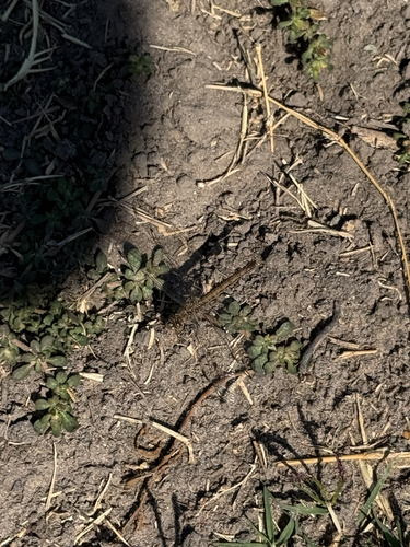 Southern Banded Groundling
