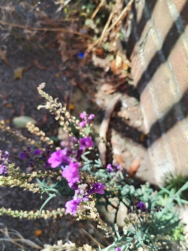 Purple Toadflax