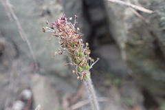 Plantago camtschatica