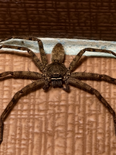 Pantropical Huntsman Spider