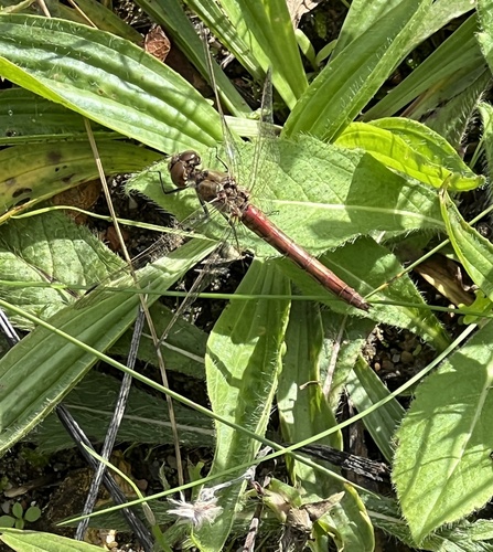 Vagrant Darter