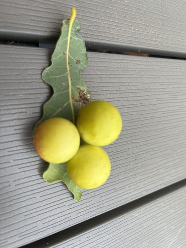 Cherry Gall Wasp