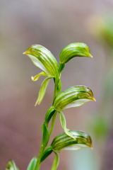 Pterostylis viriosa