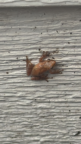 Spring Peeper