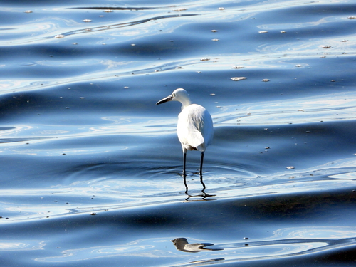 Little Egret