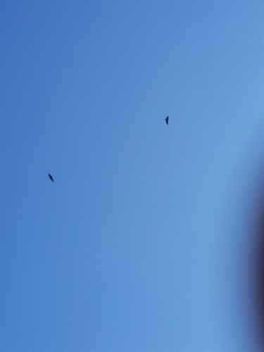 Black Vulture