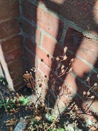 nipplewort