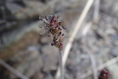Plantago camtschatica