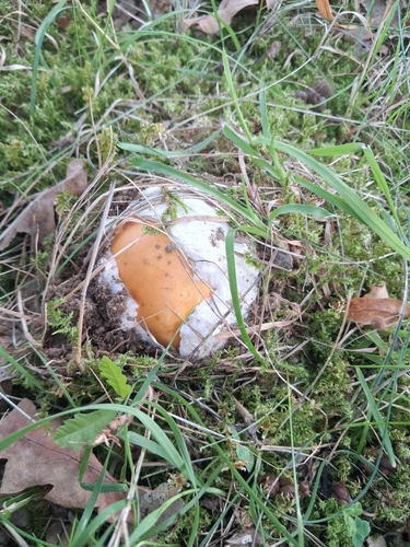 Amanita caesarea — no rights reserved