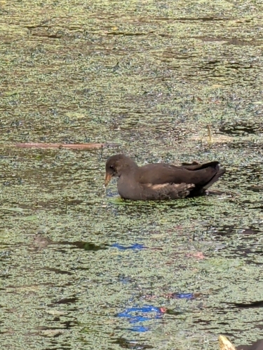 Eurasian Moorhen