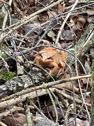 European Common Frog