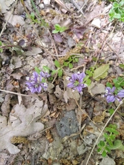 Polygala supina supina