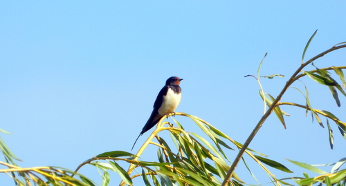 Barn Swallow