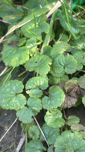 ground-ivy
