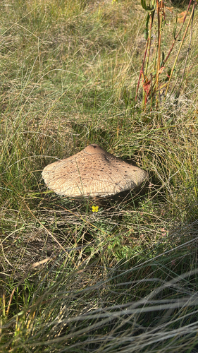 Parasol