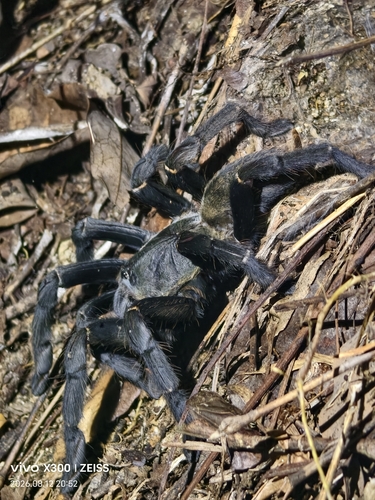 Chinese Black Earth Tiger Tarantula