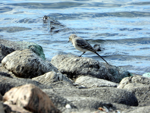 White Wagtail