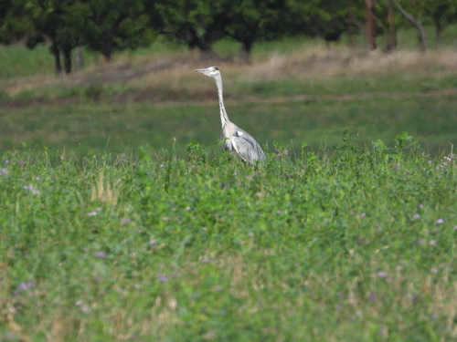 Grey Heron