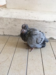 Columba livia domestica