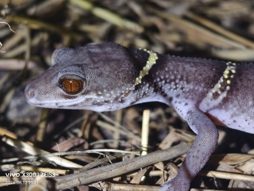 Chinese Cave Gecko